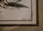 Original 19th-Century Juno Engraving | Framed Neoclassical Art